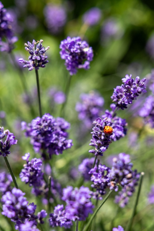 Profilbild von Ilse Gertrude Berger