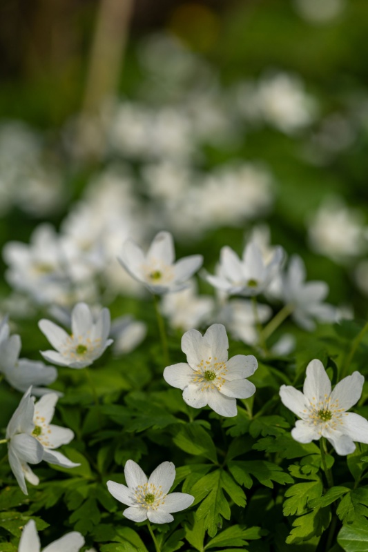 Profilbild von Irma Marie Kr&uuml;ger