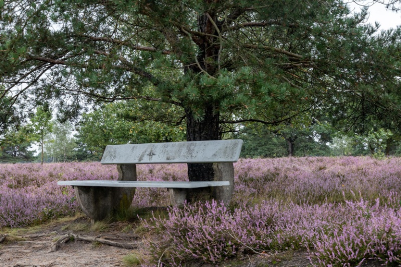 Profilbild von Nikola Cika